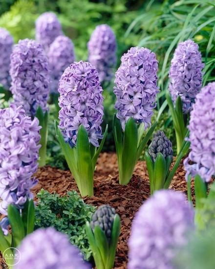 Hyacinthus Orientalis 'Delft Blue'