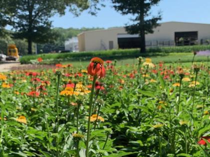 Flower Bulbs 101: Planting & Storage