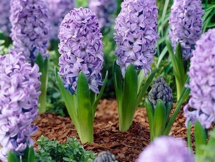 How to Avoid Common Flower Bulb Pitfalls