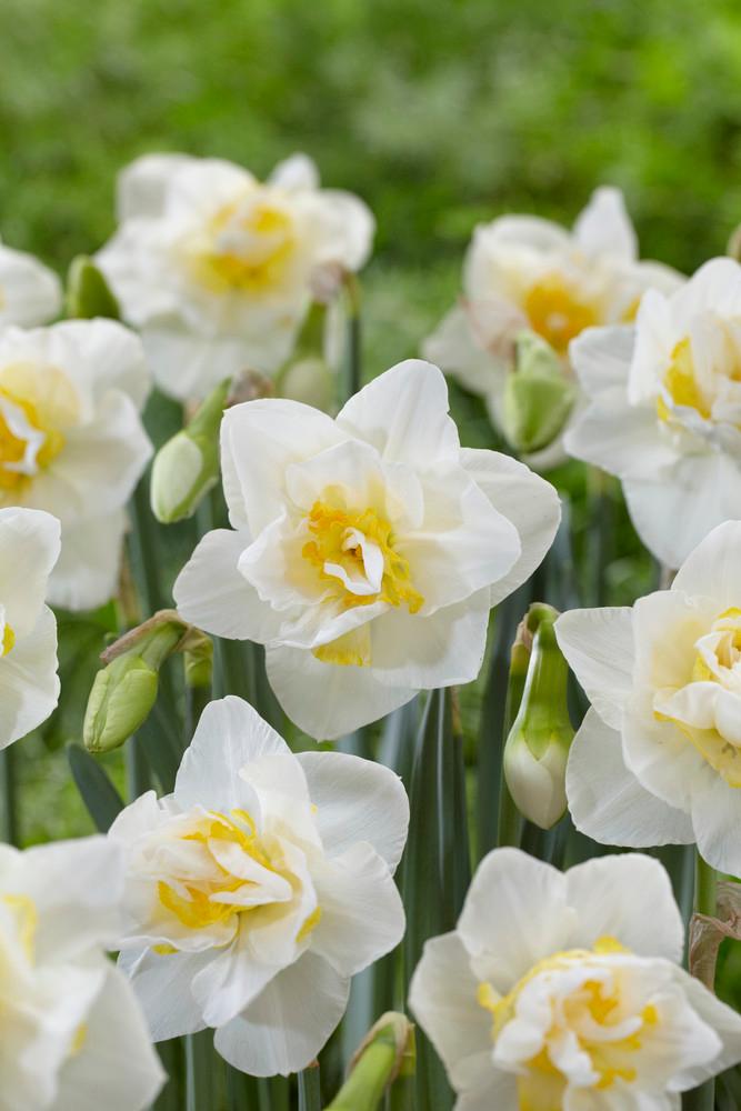 Wholesale Narcissi Double 'White Lion' - Daffodil | A.D.R. Bulbs