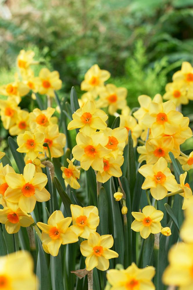 Wholesale Narcissi Bunch Flowering 'Martinette' - Daffodil | A.D.R. Bulbs