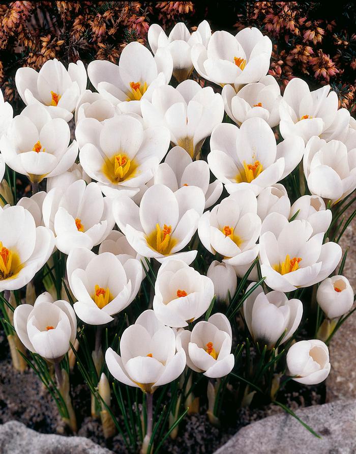 Wholesale Crocus Species 'Ard Schenk' - Crocus | A.D.R. Bulbs