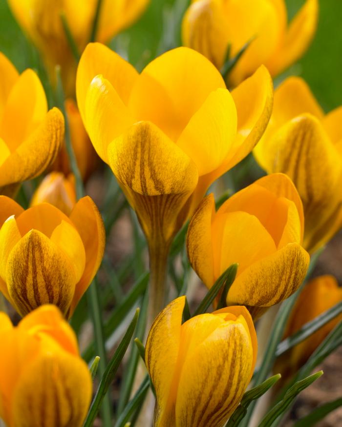 Wholesale Crocus Species 'Dorothy' - Crocus | A.D.R. Bulbs