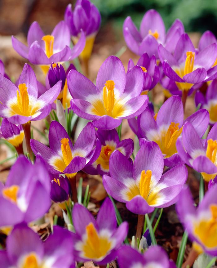 Wholesale Crocus Species 'Tricolor' - Crocus | A.D.R. Bulbs