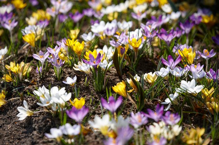 Wholesale Crocus Species 'Botanical Mixture' - Crocus | A.D.R. Bulbs