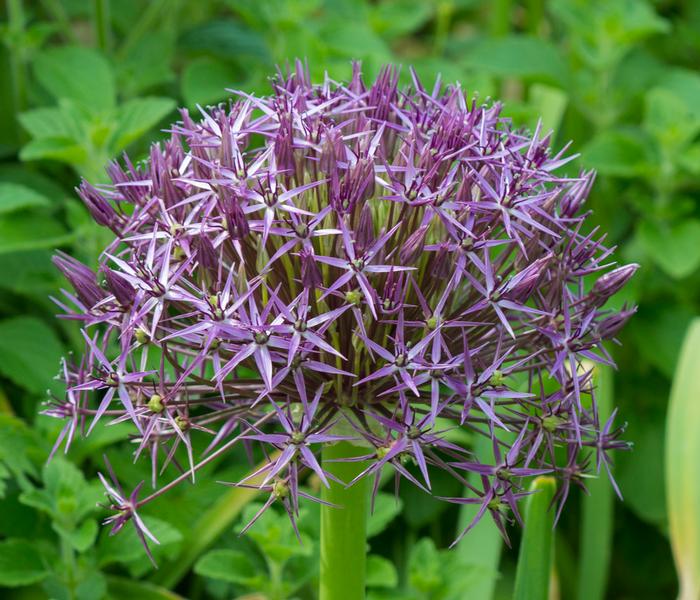 Wholesale Allium Tall 'Christophii' (Star of Persia) - Ornamental Onion | A.D.R. Bulbs