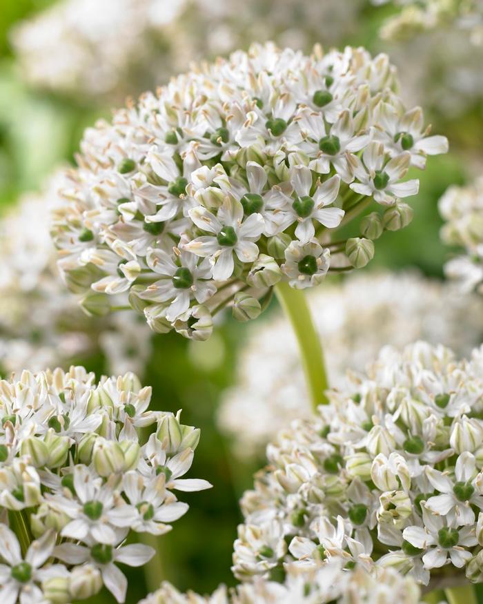 Wholesale Allium Tall 'Nigrum' (Multibulbosum) - Ornamental Onion | A.D.R. Bulbs