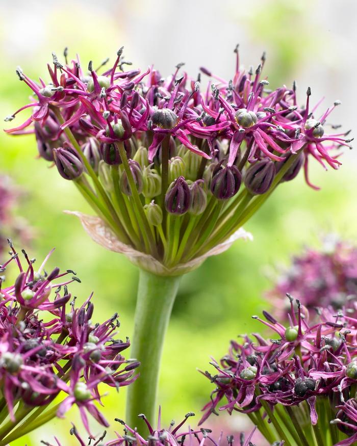 Wholesale Allium Miniature 'Atropurpureum' - Ornamental Onion | A.D.R. Bulbs