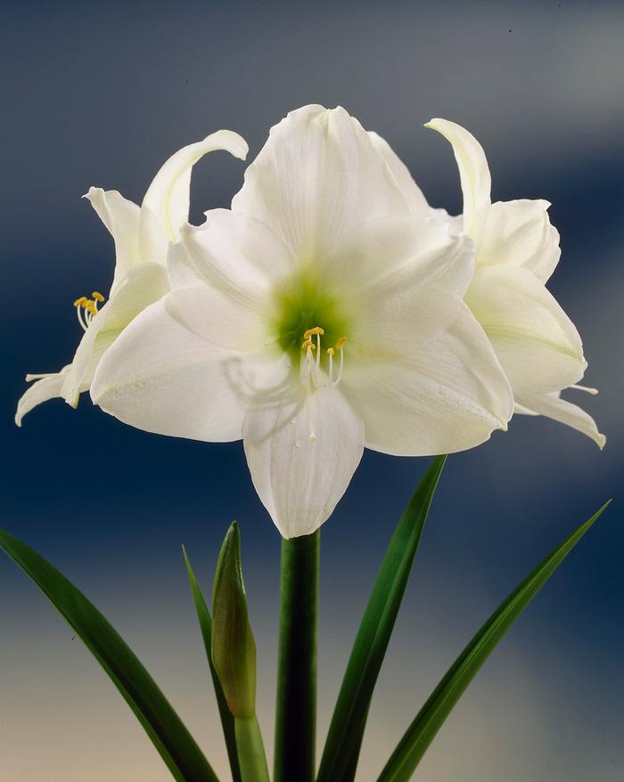 Wholesale Amaryllis Dutch 'Christmas Gift' - Amaryllis | A.D.R. Bulbs