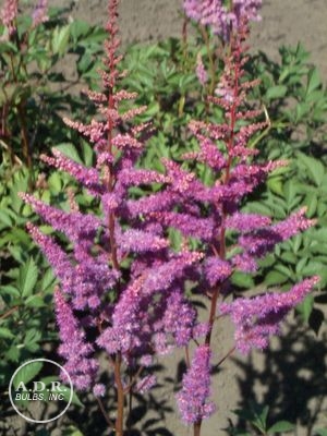 Wholesale Astilbe Amethyst (Ships in Spring) - Astilbe | A.D.R. Bulbs