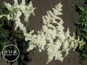 Wholesale Astilbe Bridal Veil (Ships in Spring) - Astilbe | A.D.R. Bulbs