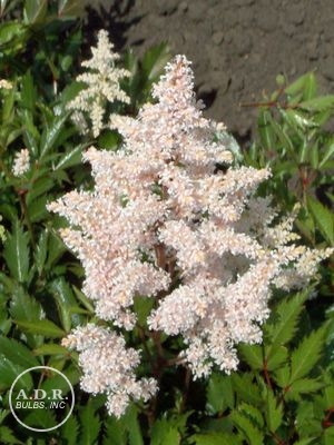 Wholesale Astilbe Peach Blossom (Ships in Spring) - Astilbe | A.D.R. Bulbs