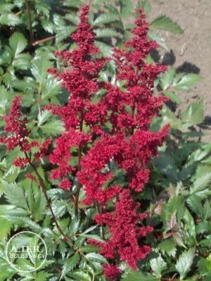 Wholesale Astilbe Fanal (Ships in Spring) - Astilbe | A.D.R. Bulbs