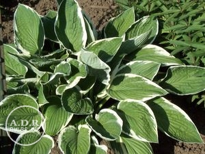 Wholesale Hosta Francee (Ships in Spring) - Hosta | A.D.R. Bulbs