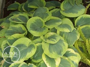 Wholesale Hosta Sieboldiana Francis Williams (Ships in Spring) - Hosta | A.D.R. Bulbs