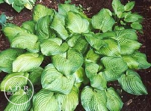 Wholesale Hosta Sieboldiana Guacamole (Ships in Spring) - Hosta | A.D.R. Bulbs