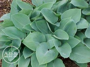 Wholesale Hosta Halcyon (Ships in Spring) - Hosta | A.D.R. Bulbs