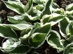 Wholesale Hosta Patriot (Ships in Spring) - Hosta | A.D.R. Bulbs