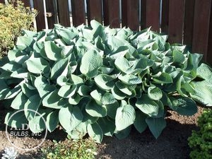 Wholesale Hosta Sieboldiana Elegans (Ships in Spring) - Hosta | A.D.R. Bulbs