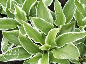 Wholesale Hosta Undulata 'Albo Marginata' (Ships in Spring) - Hosta | A.D.R. Bulbs