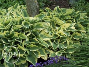 Wholesale Hosta Wide Brim (Ships in Spring) - Hosta | A.D.R. Bulbs