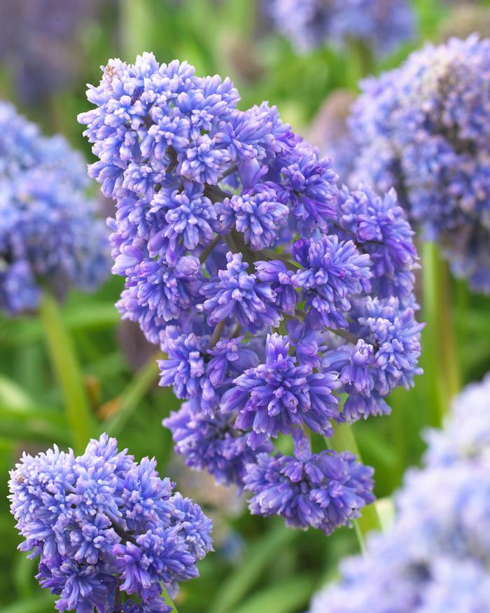 Wholesale Muscari Fantasy Creation - Grape Hyacinth | A.D.R. Bulbs