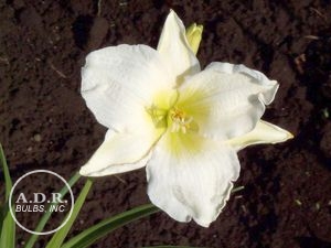 Wholesale Hemerocallis Novelty 'Gentle Sheppard' (Ships in Spring) - Daylily | A.D.R. Bulbs