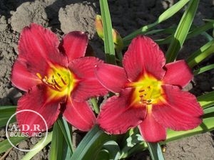 Wholesale Hemerocallis Compact Rebloomer 'Pardon Me' (Ships in Spring) - Daylily | A.D.R. Bulbs