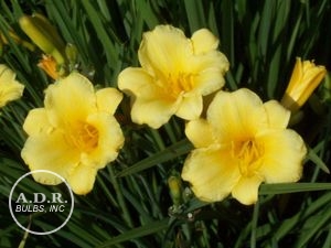 Wholesale Hemerocallis Compact Rebloomer 'Stella d'Oro' (Ships in Spring) - Daylily | A.D.R. Bulbs