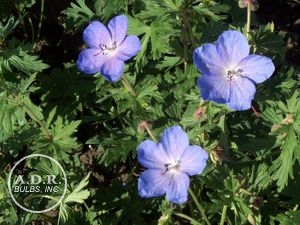 Wholesale Geranium Johnson's Blue (Ships in Spring) - Geranium | A.D.R. Bulbs