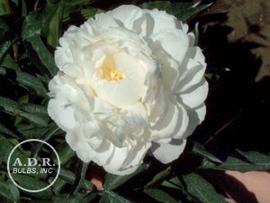 Wholesale Paeonia Duchess de Nemours (Ships in Spring) - Peony | A.D.R. Bulbs