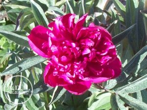Wholesale Paeonia Karl Rosenfeld (Ships in Spring) - Peony | A.D.R. Bulbs