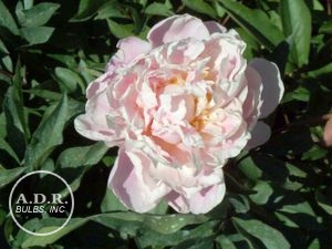 Wholesale Paeonia Sarah Bernhardt (Ships in Spring) - Peony | A.D.R. Bulbs