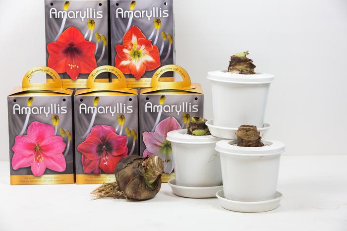 Wholesale Amaryllis Assorted 'Pre-Potted Amaryllis' - Amaryllis | A.D.R. Bulbs