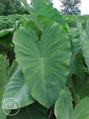 Wholesale Colocasia Esculenta (Ships in Spring) - Elephant Ear | A.D.R. Bulbs