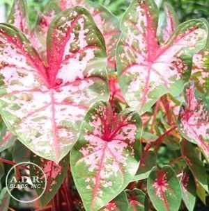 Wholesale Caladium Fancy Leaf 'Carolyn Whorton' (Ships in Spring) - Caladium | A.D.R. Bulbs