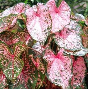 Wholesale Caladium Fancy Leaf 'Pink Beauty' (Ships in Spring) - Caladium | A.D.R. Bulbs