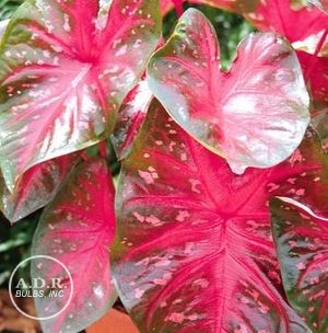 Wholesale Caladium Fancy Leaf 'Red Flash' (Ships in Spring) - Caladium | A.D.R. Bulbs