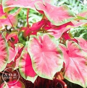 Wholesale Caladium Fancy Leaf 'Frieda Hemple' (Ships in Spring) - Caladium | A.D.R. Bulbs