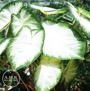 Wholesale Caladium Fancy Leaf 'Aaron' (Ships in Spring) - Caladium | A.D.R. Bulbs