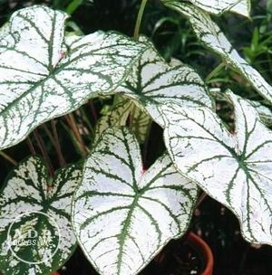 Wholesale Caladium Fancy Leaf 'White Christmas' (Ships in Spring) - Caladium | A.D.R. Bulbs