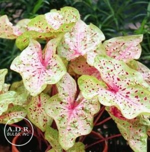 Wholesale Caladium Dwarf 'Miss Muffet' (Ships in Spring) - Caladium | A.D.R. Bulbs