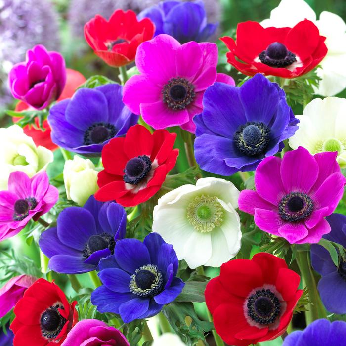 Wholesale Anemone Coronaria 'De Caen Mixture' - Anemone | A.D.R. Bulbs