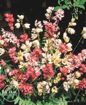 Wholesale Ixia Mixed (Ships in Spring) - Ixia | A.D.R. Bulbs