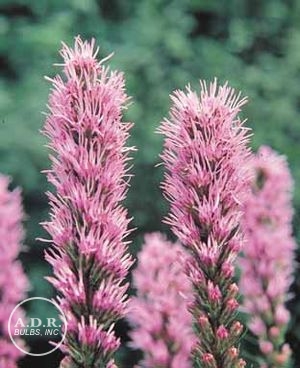 Wholesale Liatris Spicata (Ships in Spring) - Liatris | A.D.R. Bulbs