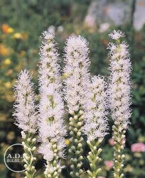 Wholesale Liatris Spicata Alba (Ships in Spring) - Liatris | A.D.R. Bulbs