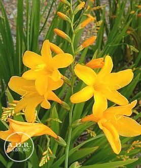 Wholesale Crocosmia George Davidson (Ships in Spring) - Crocosmia | A.D.R. Bulbs