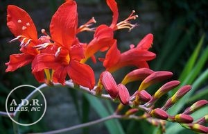 Wholesale Crocosmia Lucifer (Ships in Spring) - Crocosmia | A.D.R. Bulbs