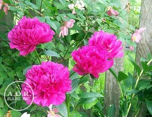 Wholesale Paeonia Kansas (Ships in Spring) - Peony | A.D.R. Bulbs