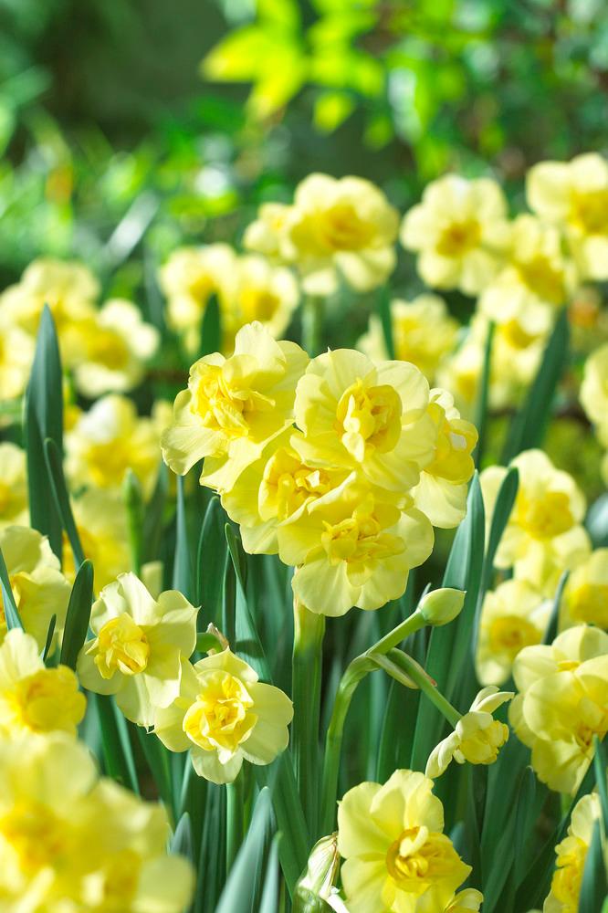 Wholesale Narcissi Bunch Flowering 'Yellow Cheerfulness' - Daffodil | A.D.R. Bulbs